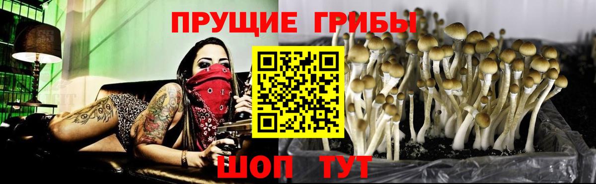 Камышин  Галлюциногенные грибы Cubensis  Галлюциногенные грибы прущие грибы  Вход с VPN 